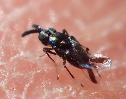 Comperiella bifasciata